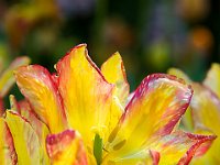 OrMa Tulipani08
